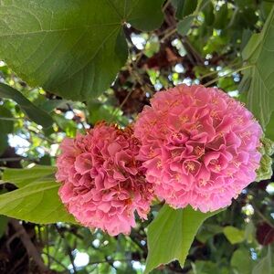 Meet your Posher, Sophia